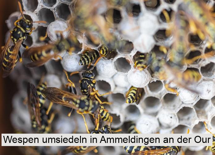 Wespen umsiedeln in Ammeldingen an der Our